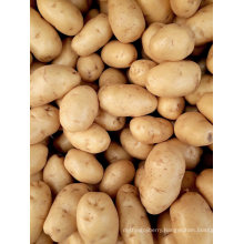 Agriculture Fresh Potato High Quality Chinese Fresh Potato